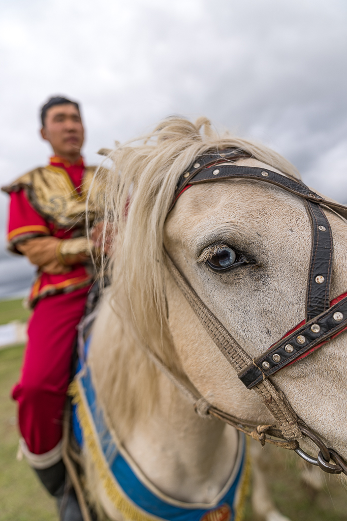 Mongol horse