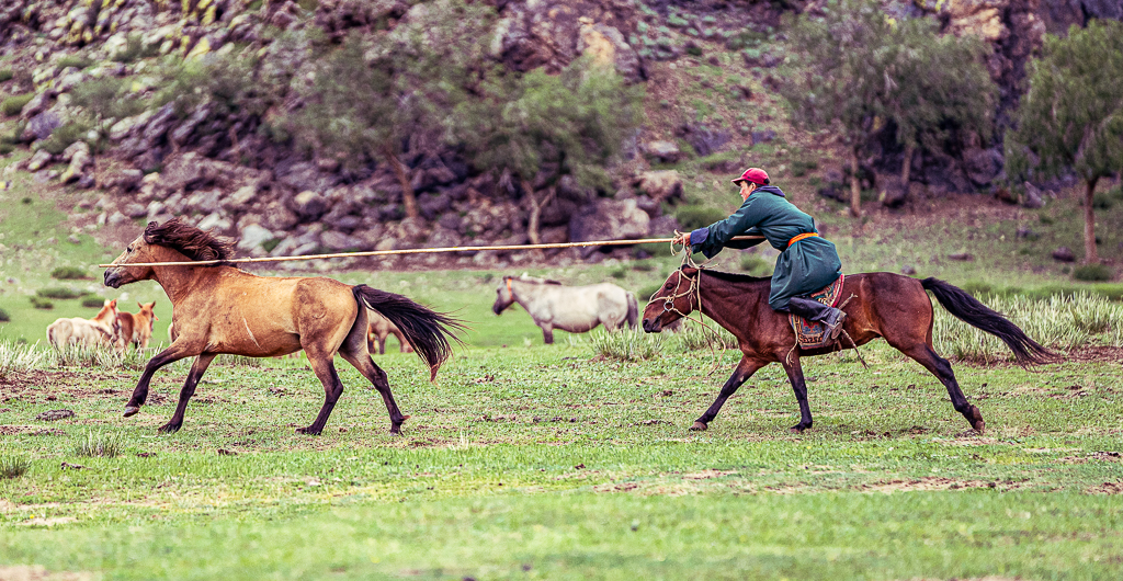 horse trainer in Gobi